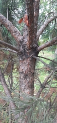 Pinus sylvestris