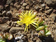 Glottiphyllum