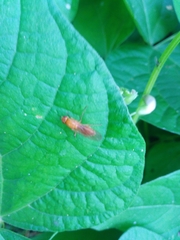 Psila