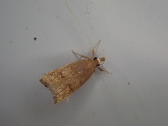 Lecitholaxa thiodora