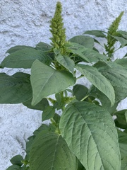 Amaranthus