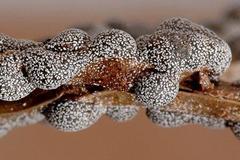 Polyschismium chailletii