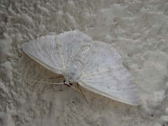 Lomographa temerata