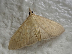 Nomis albopedalis