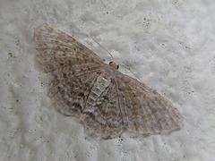 Hydrelia nisaria