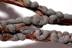 Polyschismium chailletii