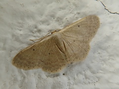 Idaea biselata