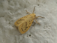 Miltochrista calamina