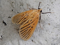 Tyspanodes striatus