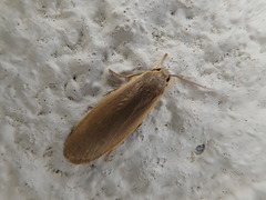 Manulea fuscodorsalis