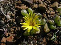 Glottiphyllum