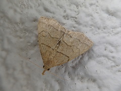 Herminia arenosa