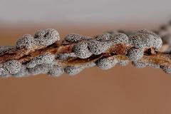 Polyschismium chailletii