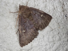 Hypersypnoides submarginata