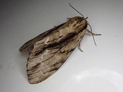 Shaka atrovittatus