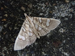 Chabula telphusalis