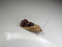 Maliattha chalcogramma