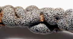 Polyschismium chailletii