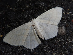 Scopula takao