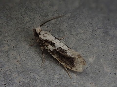Psecadioides aspersus