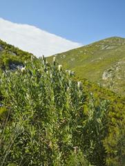 Protea mundii