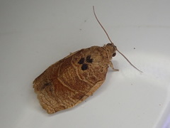 Choristoneura longicellana