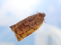 Archips oporana