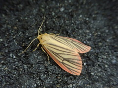Melanaema venata