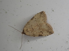 Neachrostia bipuncta