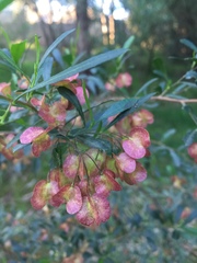 Dodonaea viscosa cuneata