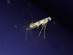 Borboryctis triplaca