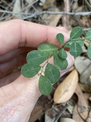 Phyllanthus gunnii