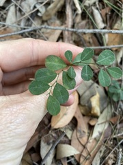 Phyllanthus gunnii