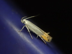 Cnaphostola venustalis