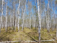 Betula platyphylla