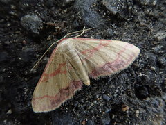 Idaea jakima