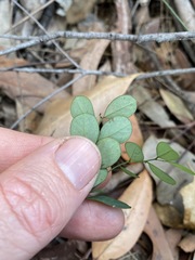 Phyllanthus gunnii