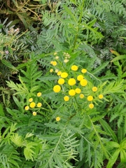 Tanacetum vulgare