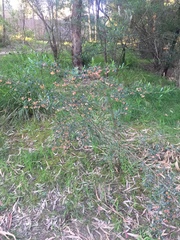 Dodonaea viscosa cuneata