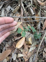 Phyllanthus gunnii