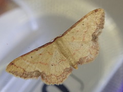 Idaea jakima
