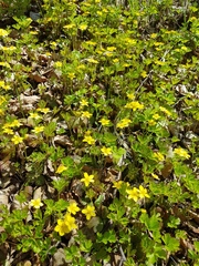 Waldsteinia ternata
