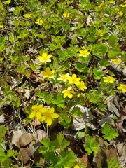 Waldsteinia ternata