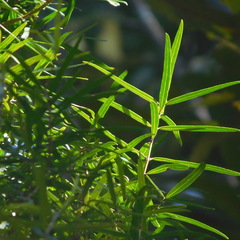 Nestegis montana