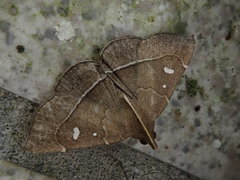 Cidariplura gladiata