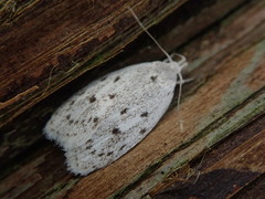 Scythropiodes leucostola
