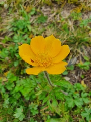 Pulsatilla aurea