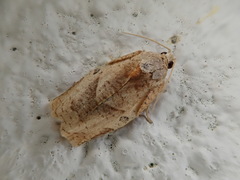 Choristoneura longicellana