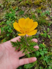 Pulsatilla aurea