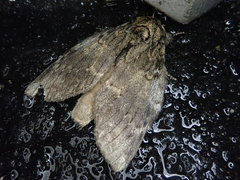 Peridea gigantea